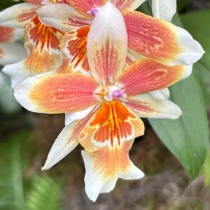 Meet your Posher, Pearl